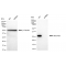 LifeSab™ KD-Validated NDUFS3 Rabbit mAb (20 μl)