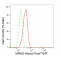 LifeSab™ KD-Validated MRAS Rabbit mAb (20 μl)