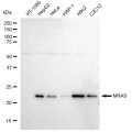 LifeSab™ KD-Validated MRAS Rabbit mAb (20 μl)