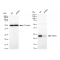 LifeSab™ KD-Validated MRAS Rabbit mAb (20 μl)