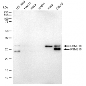 LifeSab™ KD-Validated PSMB10 Rabbit mAb (20 μl)