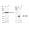 LifeSab™ KD-Validated PSMB10 Rabbit mAb (20 μl)