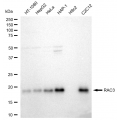 LifeSab™ KD-Validated RAC3 Rabbit mAb (20 μl)