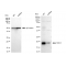 LifeSab™ KD-Validated RAC3 Rabbit mAb (20 μl)