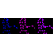 LifeSab™ KD-Validated NME1 Rabbit mAb (20 μl)