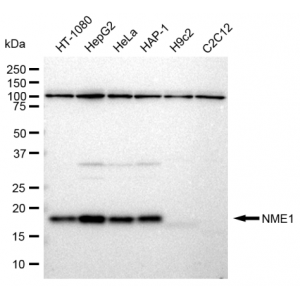 LifeSab™ KD-Validated NME1 Rabbit mAb (20 μl)