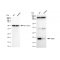 LifeSab™ KD-Validated NME1 Rabbit mAb (20 μl)