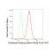 LifeSab™ KD-Validated SDCBP Rabbit mAb (20 μl)