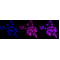 LifeSab™ KD-Validated SDCBP Rabbit mAb (20 μl)