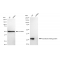 LifeSab™ KD-Validated SDCBP Rabbit mAb (20 μl)