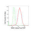 LifeSab™ KD-Validated NME1 Rabbit mAb (20 μl)