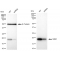 LifeSab™ KD-Validated NME1 Rabbit mAb (20 μl)