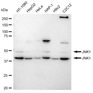 LifeSab™ KD-Validated JNK1 Rabbit mAb (20 μl)