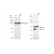 LifeSab™ KD-Validated JNK1 Rabbit mAb (20 μl)