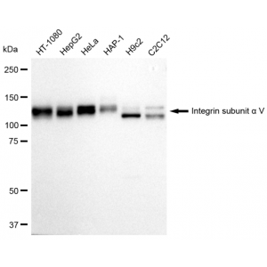 LifeSab™ KD-Validated ITGAV Rabbit mAb (20 μl)