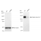 LifeSab™ KD-Validated ITGAV Rabbit mAb (20 μl)