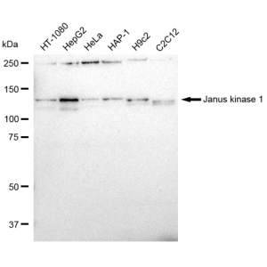 LifeSab™ KD-Validated JAK1 Rabbit mAb (20 μl)