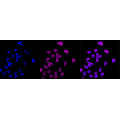 LifeSab™ KD-Validated USP7 Rabbit mAb (20 μl)