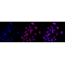 LifeSab™ KD-Validated USP7 Rabbit mAb (20 μl)