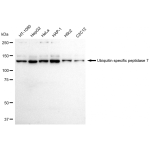 LifeSab™ KD-Validated USP7 Rabbit mAb (20 μl)