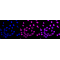 LifeSab™ KD-Validated DDB1 Rabbit mAb (20 μl)