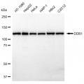 LifeSab™ KD-Validated DDB1 Rabbit mAb (20 μl)