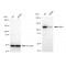 LifeSab™ KD-Validated DDB1 Rabbit mAb (20 μl)