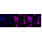 LifeSab™ KD-Validated RAD51 Rabbit mAb (20 μl)