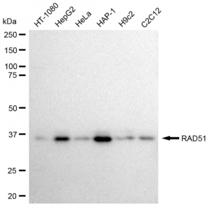 LifeSab™ KD-Validated RAD51 Rabbit mAb (20 μl)