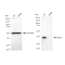 LifeSab™ KD-Validated RAD51 Rabbit mAb (20 μl)