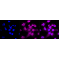 LifeSab™ KD-Validated CASP3 Rabbit mAb (20 μl)