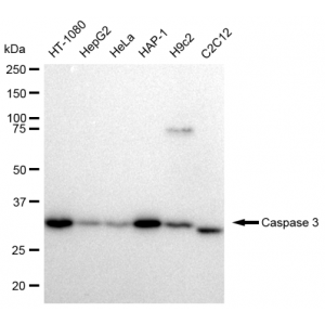 LifeSab™ KD-Validated CASP3 Rabbit mAb (20 μl)