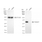 LifeSab™ KD-Validated CASP3 Rabbit mAb (20 μl)