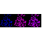 LifeSab™ KD-Validated CDK2 Rabbit mAb (20 μl)