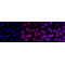 LifeSab™ KD-Validated MDH2 Rabbit mAb (20 μl)