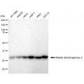 LifeSab™ KD-Validated MDH2 Rabbit mAb (20 μl)