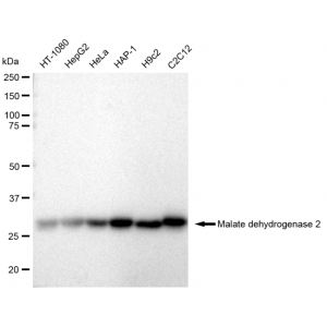 LifeSab™ KD-Validated MDH2 Rabbit mAb (20 μl)