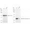 LifeSab™ KD-Validated MDH2 Rabbit mAb (20 μl)