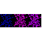 LifeSab™ KD-Validated TCEA1 Rabbit mAb (20 μl)