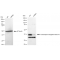 LifeSab™ KD-Validated TCEA1 Rabbit mAb (20 μl)