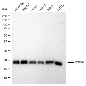 LifeSab™ KD-Validated CDC42 Rabbit mAb (20 μl)