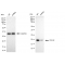 LifeSab™ KD-Validated CDC42 Rabbit mAb (20 μl)