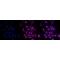 LifeSab™ KD-Validated STUB1 Rabbit mAb (20 μl)