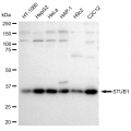 LifeSab™ KD-Validated STUB1 Rabbit mAb (20 μl)