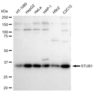 LifeSab™ KD-Validated STUB1 Rabbit mAb (20 μl)