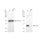 LifeSab™ KD-Validated STUB1 Rabbit mAb (20 μl)