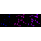 LifeSab™ KD-Validated CPS1 Rabbit mAb (20 μl)