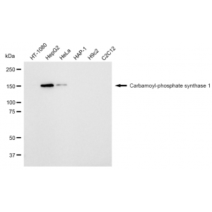 LifeSab™ KD-Validated CPS1 Rabbit mAb (20 μl)