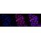 LifeSab™ KD-Validated K7 Rabbit mAb (20 μl)