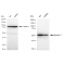 LifeSab™ KD-Validated K7 Rabbit mAb (20 μl)